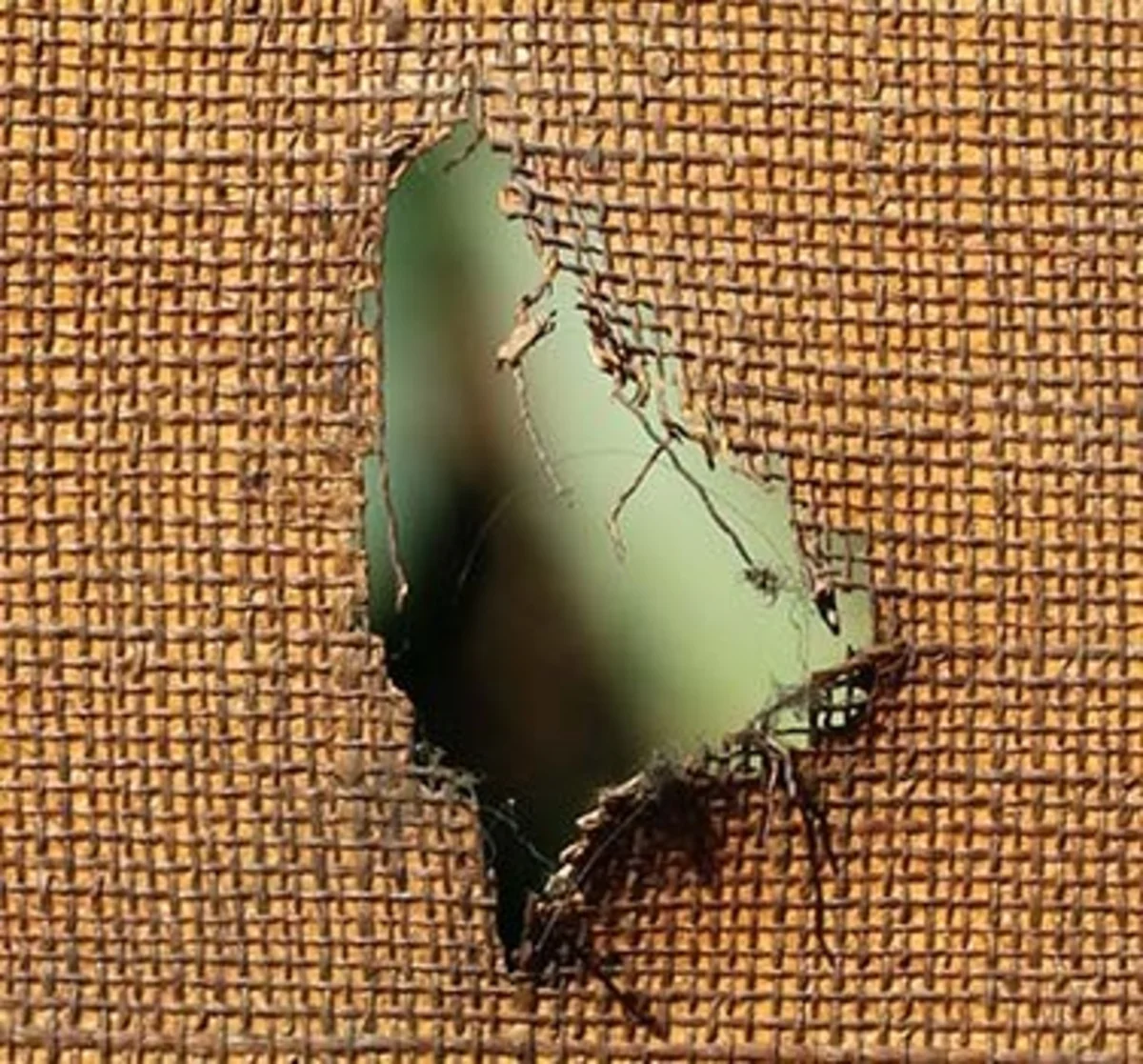 Toile déchirée présentant une large lacune avant intervention de consolidation.